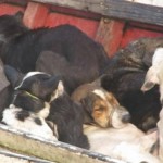 Prefeito dá dinheiro para capturar cães no Pará