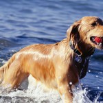 USP tratará gratuitamente hérnia de disco em cães