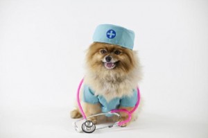 ambulancia-veterinaria
