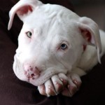 pit_bull_branco