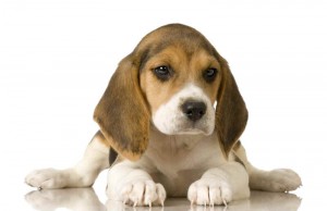 beagle