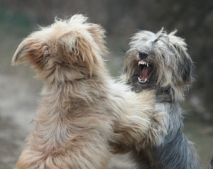 two dogs playing and showing teeth, separated from background