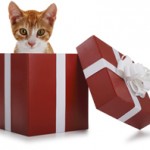 gift-cat