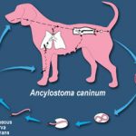 Como evitar o Ancylostoma Caninum