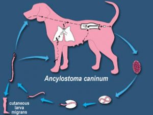 Ancylostoma_caninum