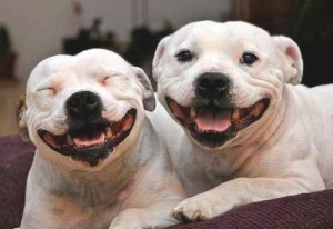 happy-dogs