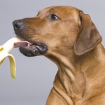 73012-Dog-Eating-Banana
