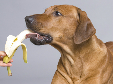 Resultado de imagem para cachorro comendo fruta