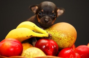 Newborn Chihuahua Is One Of The World's Smallest Puppies