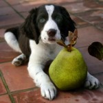 canine-nutrition-dog-with-pear