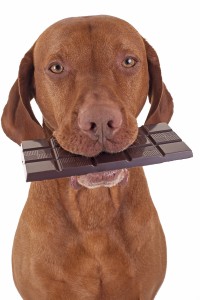 dog eating chocolate