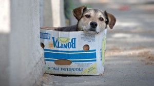 stray-dog_romania