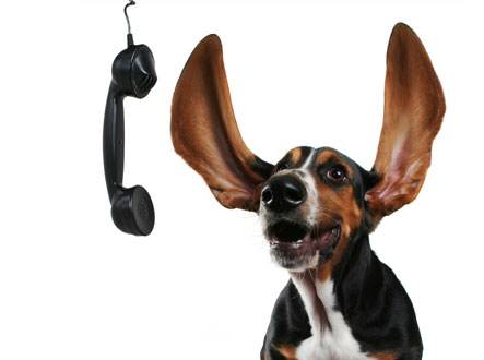 dog-on-phone