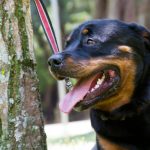 Rottweiler Dom para adoção