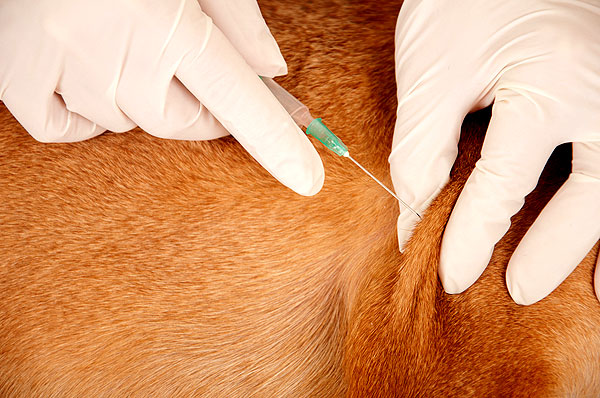 dog-vaccination