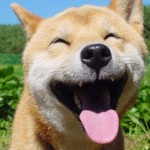 Pesquisa diz que donos de cães são mais felizes