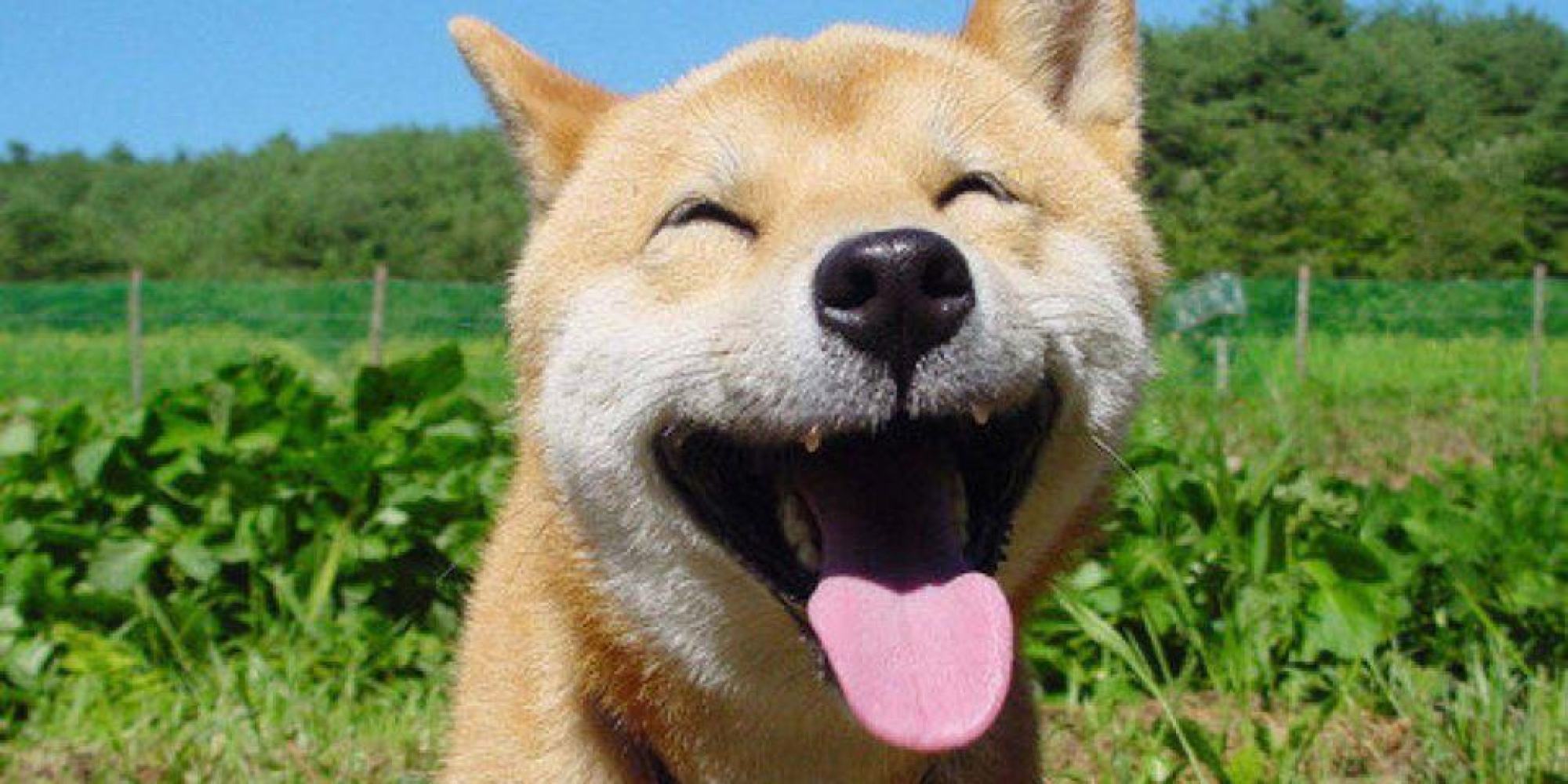 doghappy
