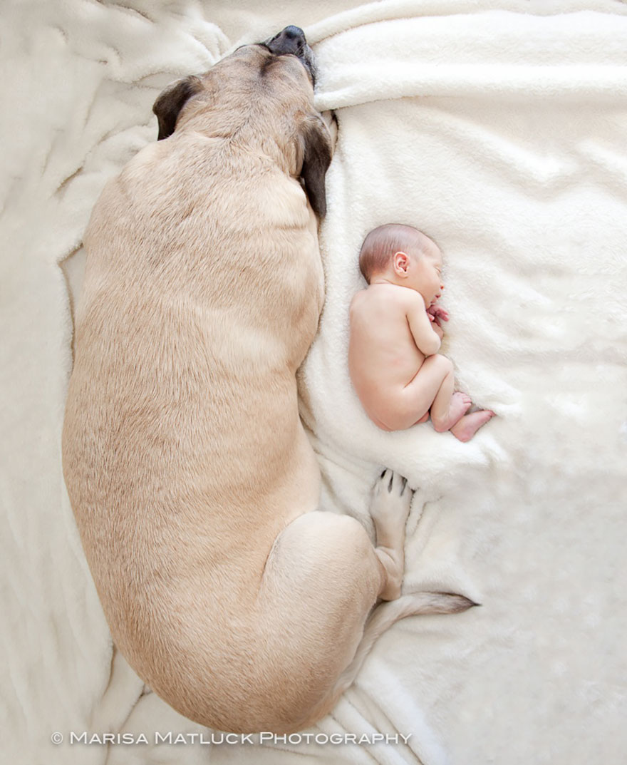 small-babies-children-big-dogs-17