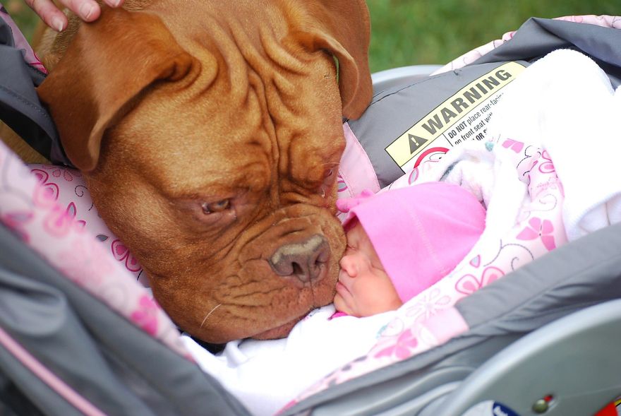 small-babies-children-big-dogs-18