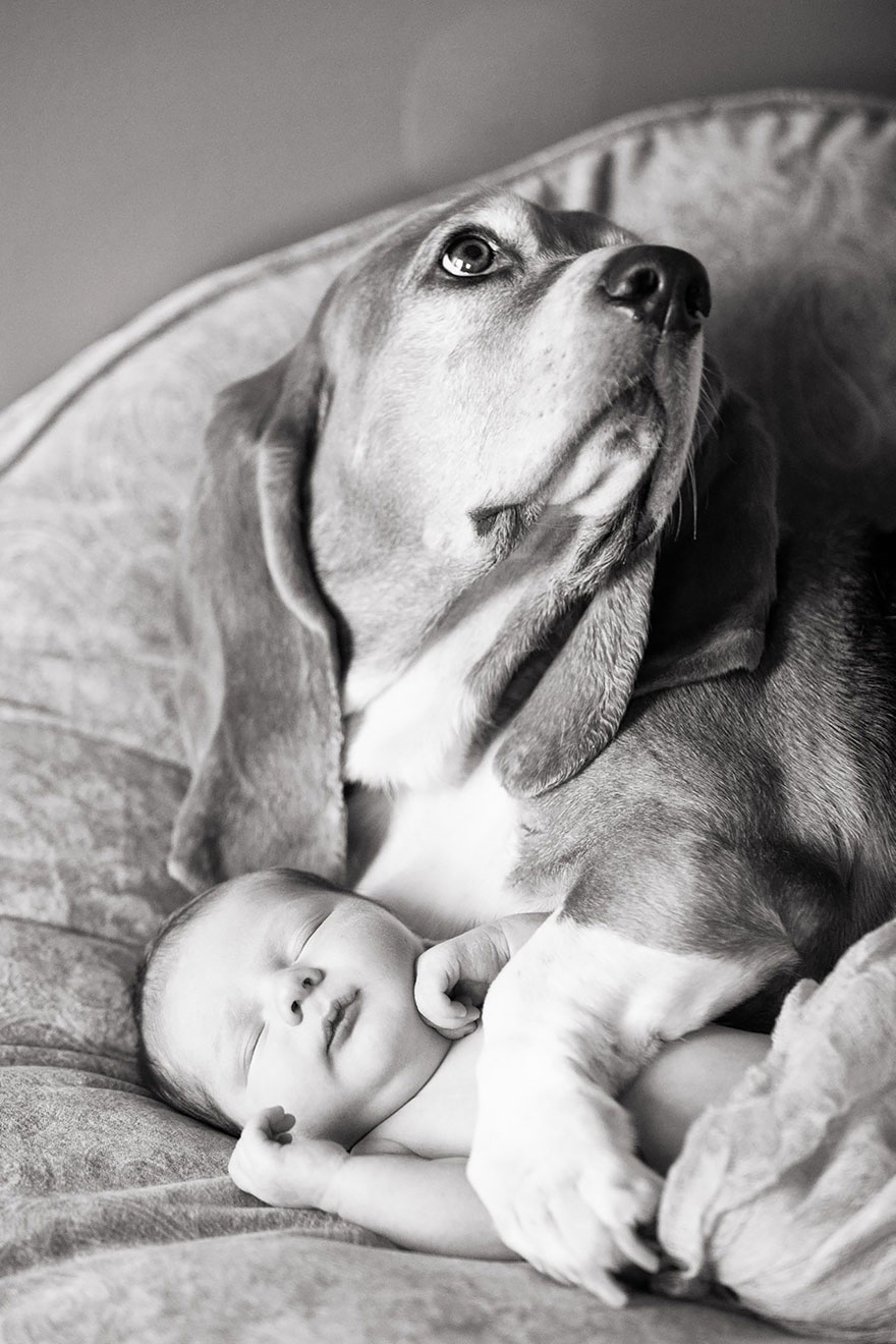 small-babies-children-big-dogs-9