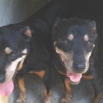 Rottweilers fêmeas para adoção
