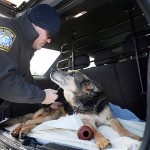 Cão policial é homenageado antes de morrer