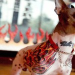 Animais de estimação tatuados 