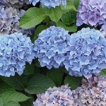 hortensia