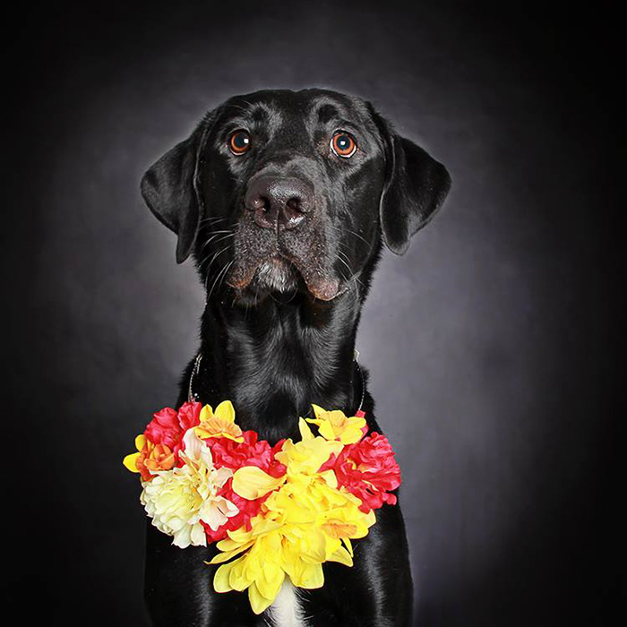 black-dog-portraits-floral-crown-guinnevere-shuster-1