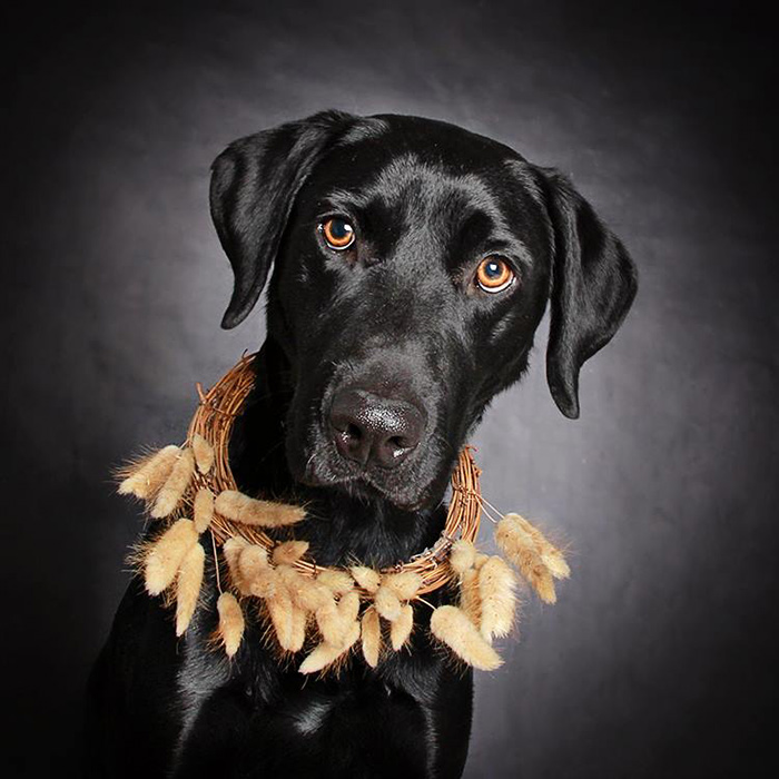 black-dog-portraits-floral-crown-guinnevere-shuster-4