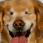 Smiley, o cachorro que nasceu sem os olhos
