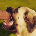 Como prevenir mordidas de cão, em 5 dicas