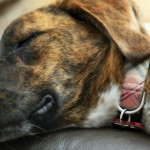 Doenças comuns em cães adotados