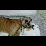 Cão Sombra definha e morre em Santos