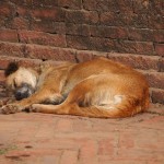 15 cachorros abandonados em uma casa no São Vicente (SP)