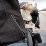 Motociclista salva cão abandonado e faz dele seu novo copiloto