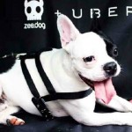 UberPET leva cães que estão a espera de adoção até pessoas interessadas