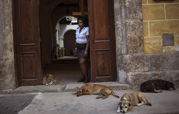 CubaStreetDogs6