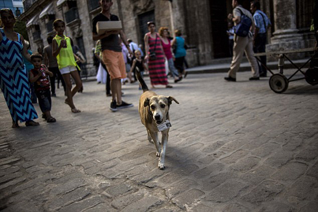 CubaStreetDogs8