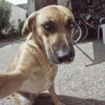Aprenda como tirar selfies com seu cão em 5 dicas