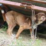 Cachorro fica 10 dias acorrentado após boatos de doença