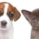 Alerta: 10 sinais de câncer em pets
