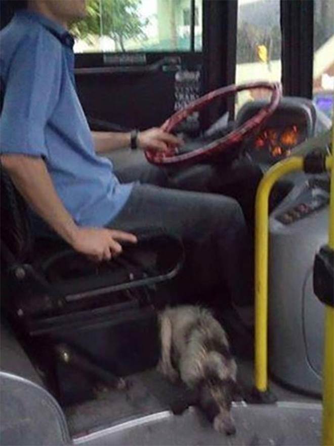 Argentina_motorista_onibus_carona_caes_temporal_2