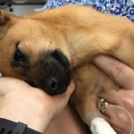 Polícia salva cachorro de overdose de heroína nos EUA