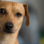 13 coisas que todo dono de cachorro faz escondido