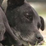 Após quase dois anos, cão continua ‘esperando’ por dono que morreu