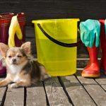 Especialista explica como deve ser feita a limpeza em casa com animais