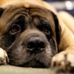 Tribunal ordena que cachorros tenham cordas vocais retiradas por latirem demais nos EUA
