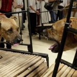 Museu retira obras com animais de exposição em Nova York