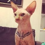 Modelo é denunciada após tatuar gato